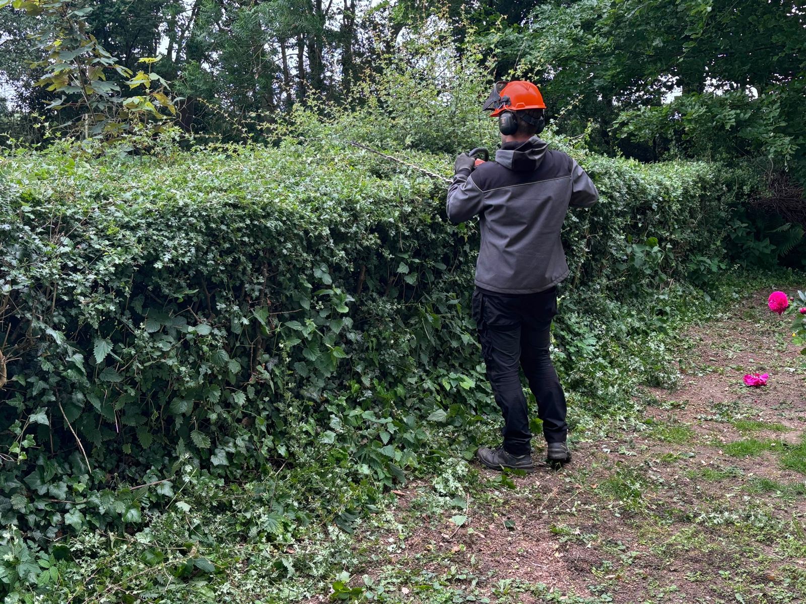 Hovenier snoeit een haag tijdens periodiek tuinonderhoud