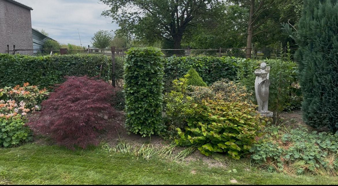 Border met Japanse esdoorn en heggen, Maastricht