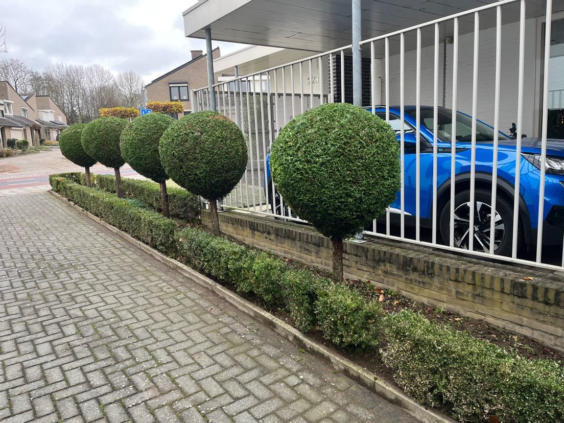 Rij bolvormig gesnoeide bomen langs oprit